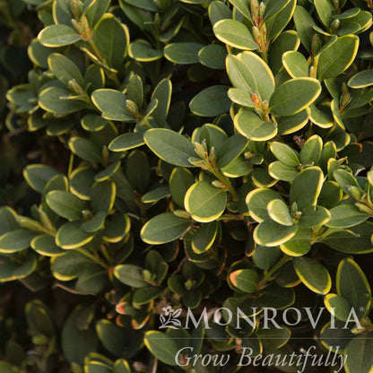 Green Mountain Topiary Boxwood ball plant with yellow-edged leaves, dense evergreen shrub on Tampa Home & Garden Store