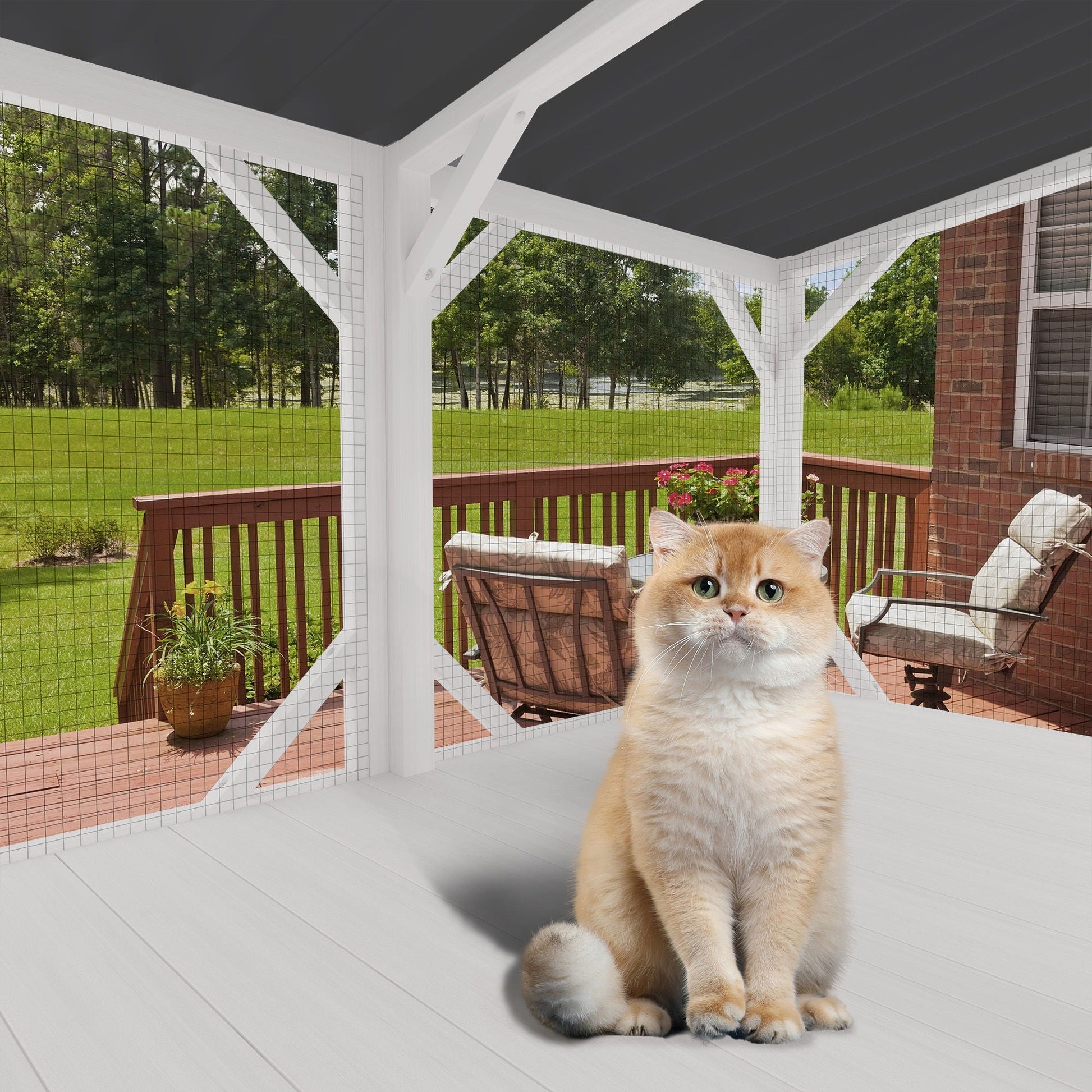 Cat Window Box cage in white wood with wire mesh, orange cat in foreground on Tampa Home & Garden Store