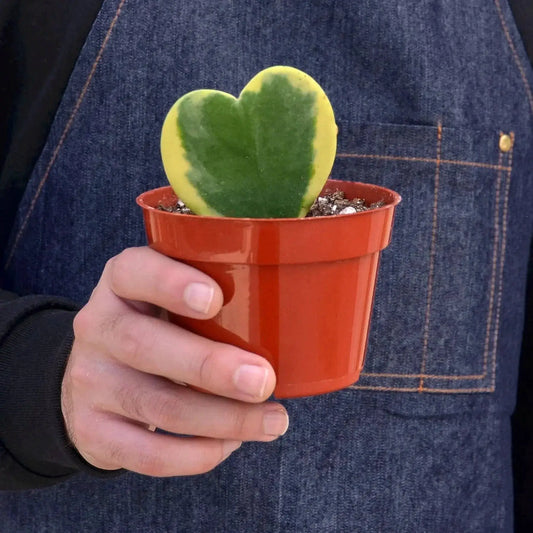 Hoya Sweetheart Variegated indoor plant with heart-shaped green leaves edged in yellow in a red plastic pot on Tampa Home & Garden Store
