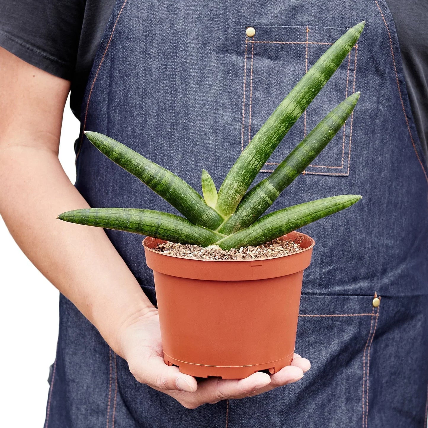 Snake Plant Starfish indoor plant by Rooted Treasures Farms in a terracotta pot on Tampa Home & Garden Store
