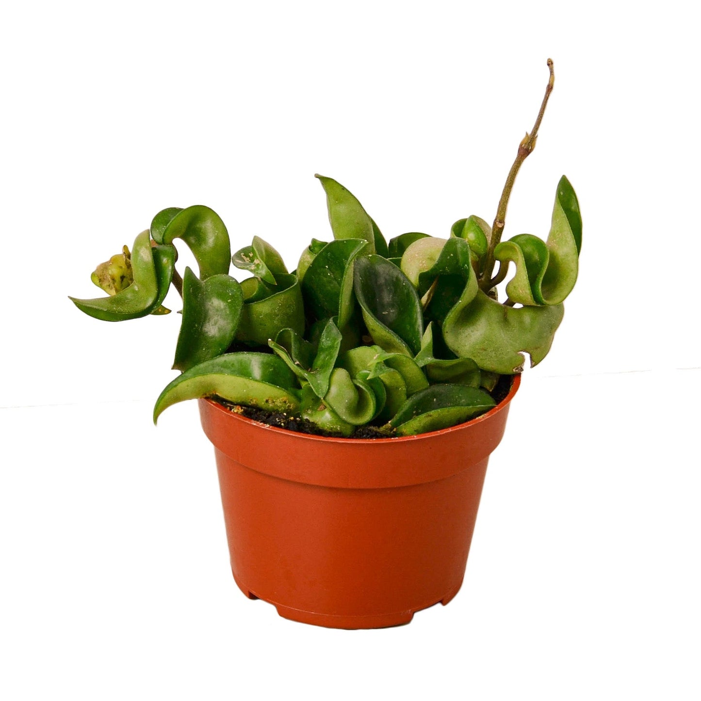 Hoya Rope Plant in 4-inch pot with curling green leaves Rooted Treasures Farms houseplant on Tampa Home & Garden Store