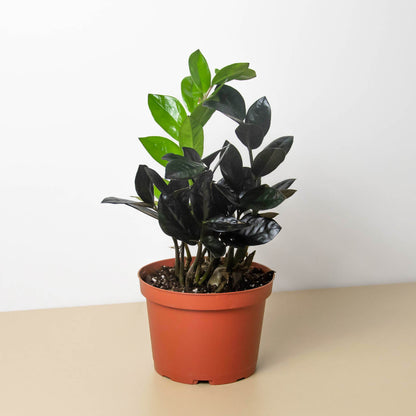ZZ Zamioculcas Black Queen indoor plant with glossy dark leaves in a terracotta pot on Tampa Home & Garden Store