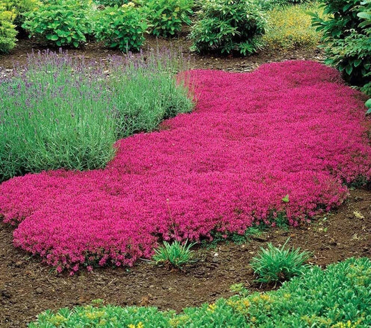 15000+ Vibrant Red Creeping Thyme Seeds - Hardy Drought-Tolerant Ground Cover (Thymus Serpyllum) - Heirloom & Open-Pollinated - Tampa Home & Garden Store