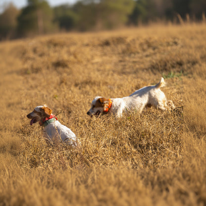 Training Collar Setup Hoss Straps hunting dog collars red and orange on two dogs in a field on Tampa Home & Garden Store