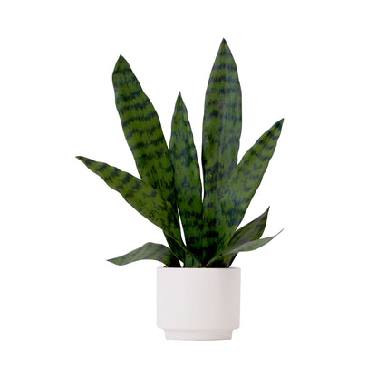 16" Artificial Sansevieria Snake Plant with Decorative Planter - Tampa Home & Garden Store