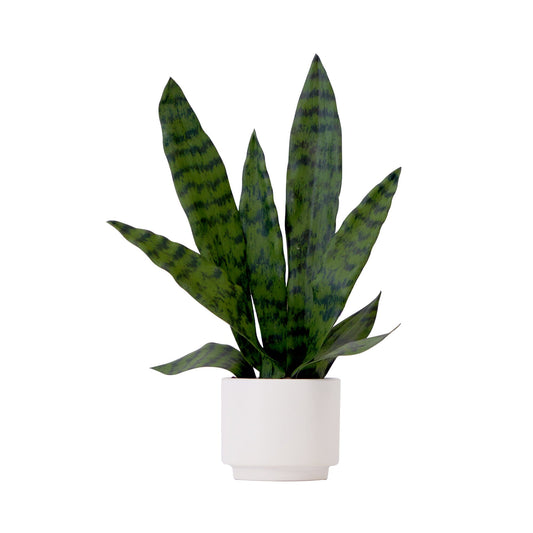 16" Artificial Sansevieria Snake Plant with Decorative Planter - Tampa Home & Garden Store