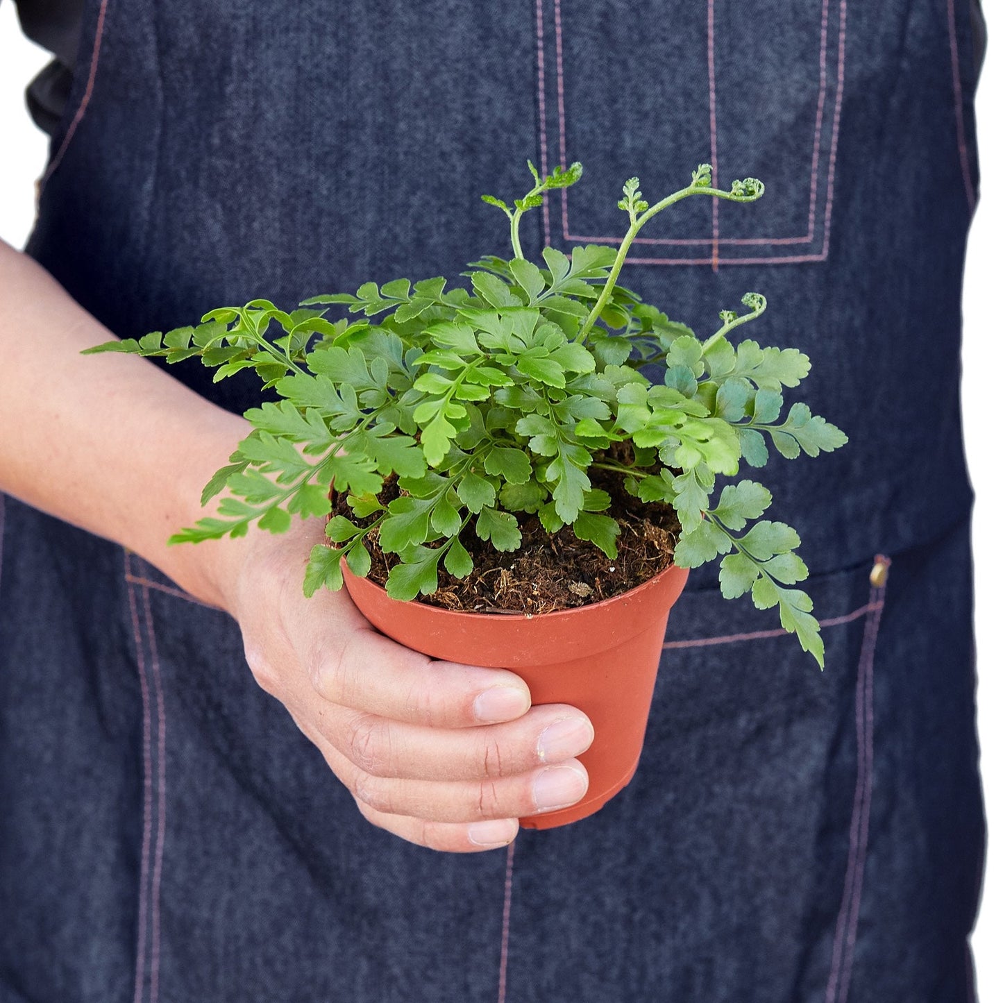 Austral Gem Fern indoor plant in a terracotta pot with vibrant green fronds Rooted Treasures Farms on Tampa Home & Garden Store