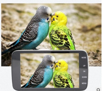 4-Inch L55 dual-lens dash cam with IPS display and 1080p night vision, parakeets beside screen on Tampa Home & Garden Store