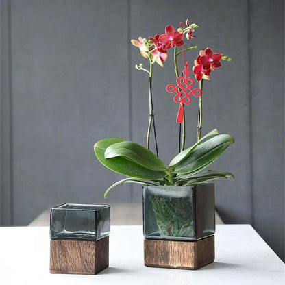 Glass vase set with wood-color bases and orchid arrangement, two pieces FLIPSTYLEZLLC on Tampa Home & Garden Store