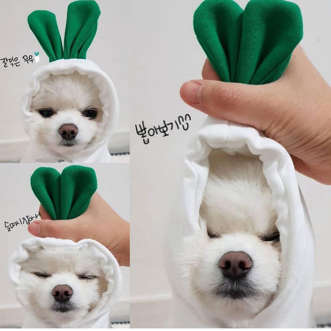 Cute Fruit Hoodie by Pet Zen for small dogs; white fleece coat with bright green bunny-ear hood on Tampa Home & Garden Store