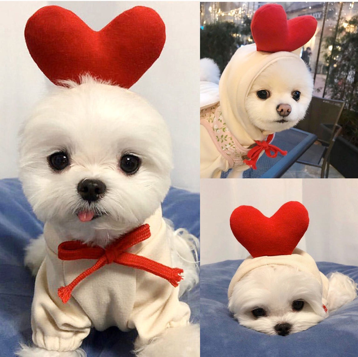Cream dog hoodie for small dogs with red ribbon and heart headpiece by Pet Zen on Tampa Home & Garden Store