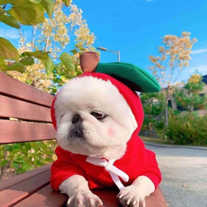 Cute fruit hoodie for small dogs in red fleece with white tie by Pet Zen on a fluffy pup on Tampa Home & Garden Store