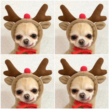 Small dog hoodie costume with beige fleece, reindeer antlers, red nose and bow, 4x Pet Zen on Tampa Home & Garden Store