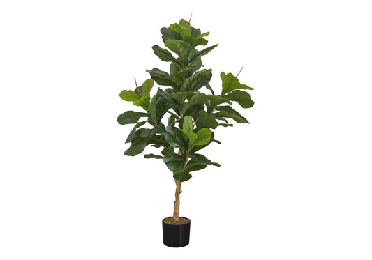 Fiddle leaf fig tree, 47-inch tall, green leaves in black pot on Tampa Home & Garden Store