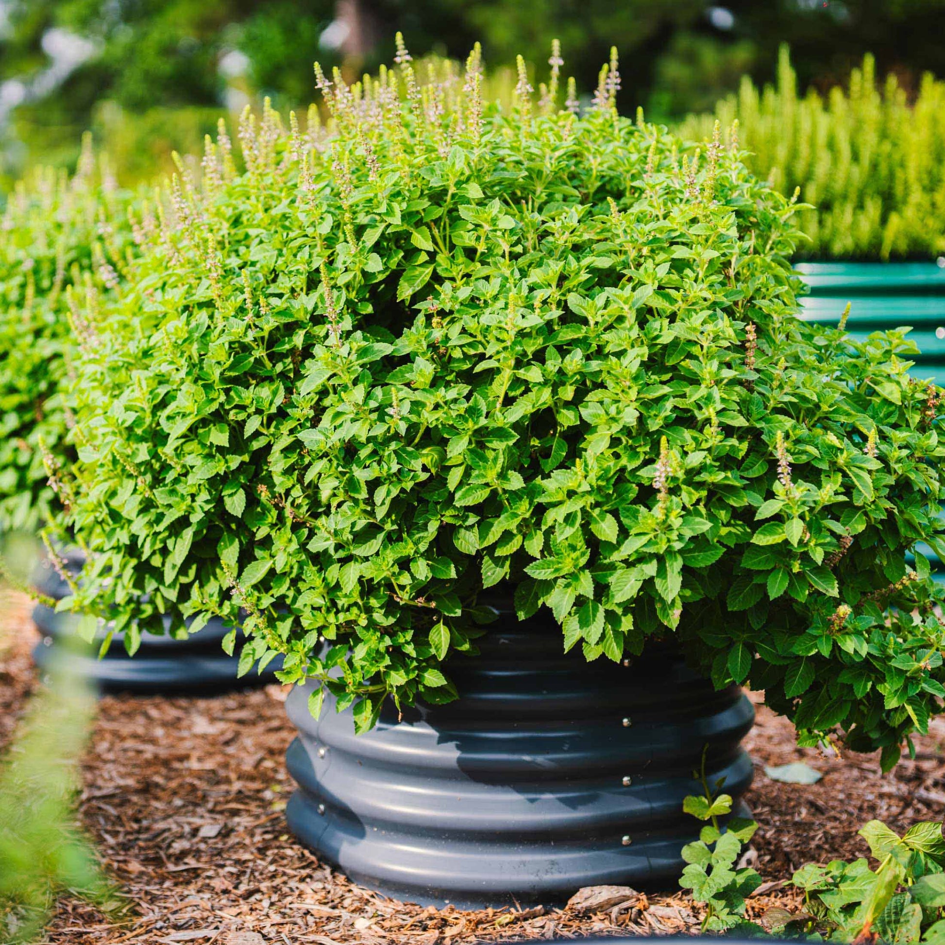 17" Tall Mini Garden Bed Planters 24" Wide Two Pack - Tampa Home & Garden Store