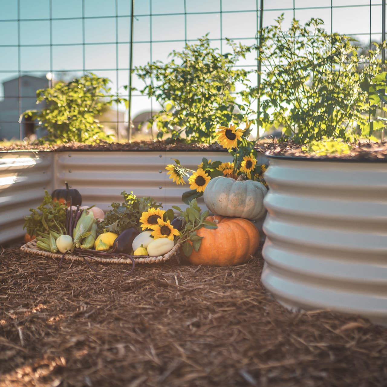 17" Tall U Shaped Raised Garden Bed Jumbo Size | Metal - Tampa soil911.com