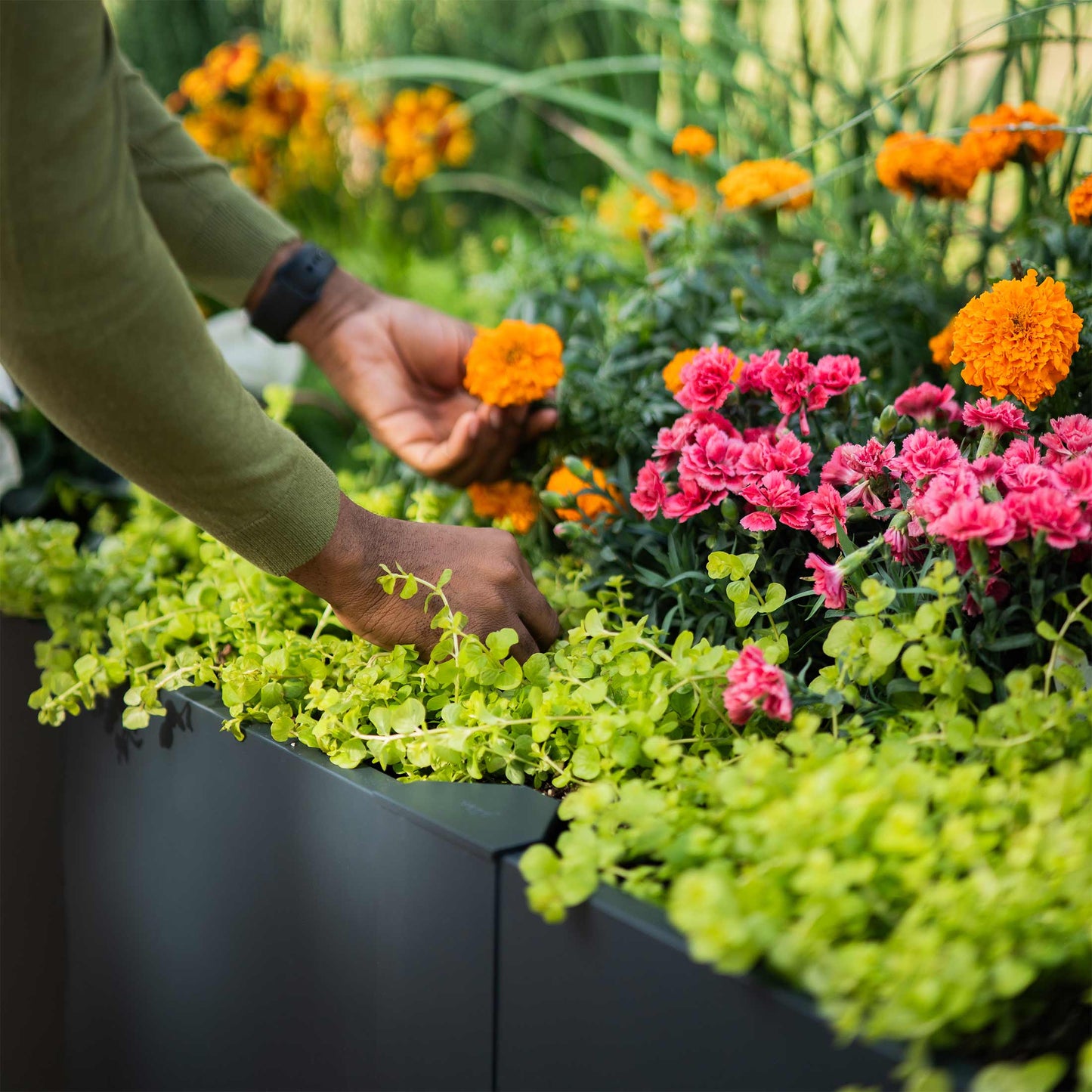 Jardinière surélevée moderne en forme de L de 32 po de hauteur | Métal