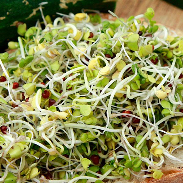 Broccoli sprouting seeds in a heap of white stems and tiny green leaves on Tampa Home & Garden Store