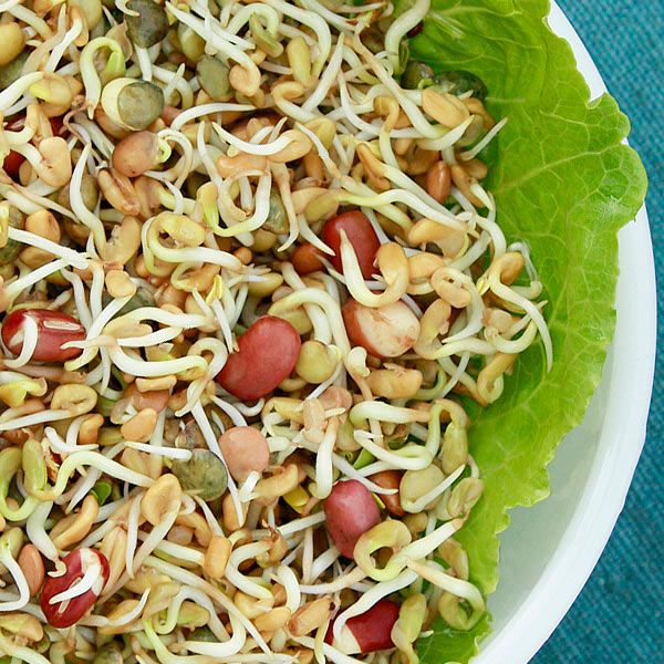 Spring Salad Mix Sprouting Seeds seed mix with white sprouts on lettuce on Tampa Home & Garden Store