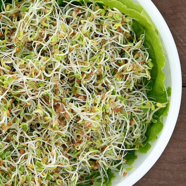 Red Clover Sprouting Seeds; fresh green sprouts with white stems in a bowl on Tampa Home & Garden Store