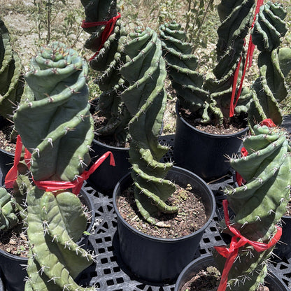 Cactus spirale Spiralis
