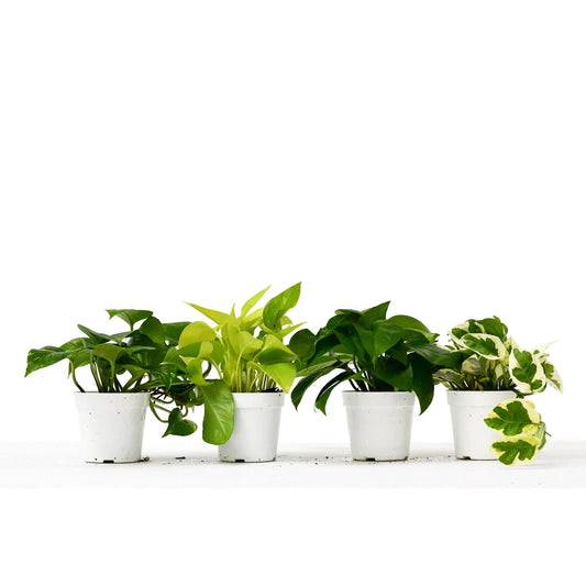 Four pothos plants in white pots with variegated green and yellow leaves on Tampa Home & Garden Store