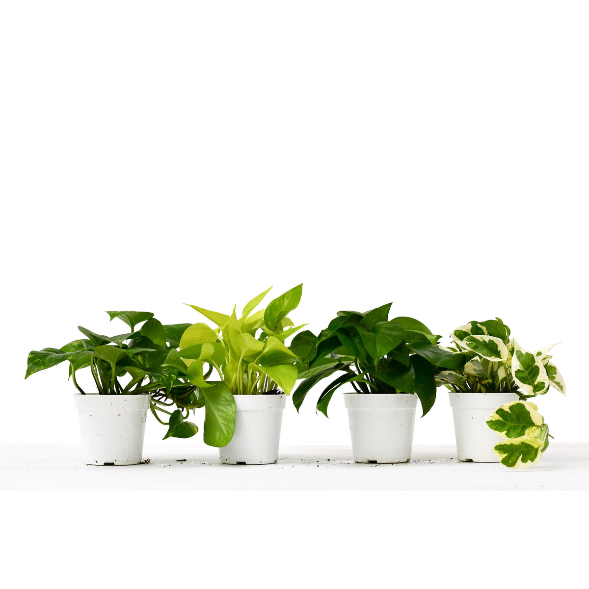 Four pothos plants in white 4-inch pots with solid green and variegated leaves on Tampa Home & Garden Store