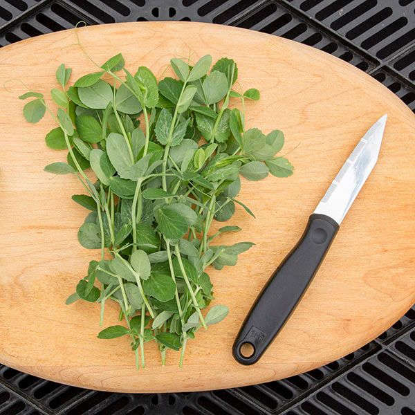 Pea shoots microgreens bundle with green stems on wooden cutting board Seedtime Store on Tampa Home & Garden Store