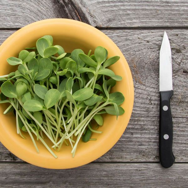 Sunflower Shoots microgreens seeds in a yellow bowl atop a rustic wooden table on Tampa Home & Garden Store