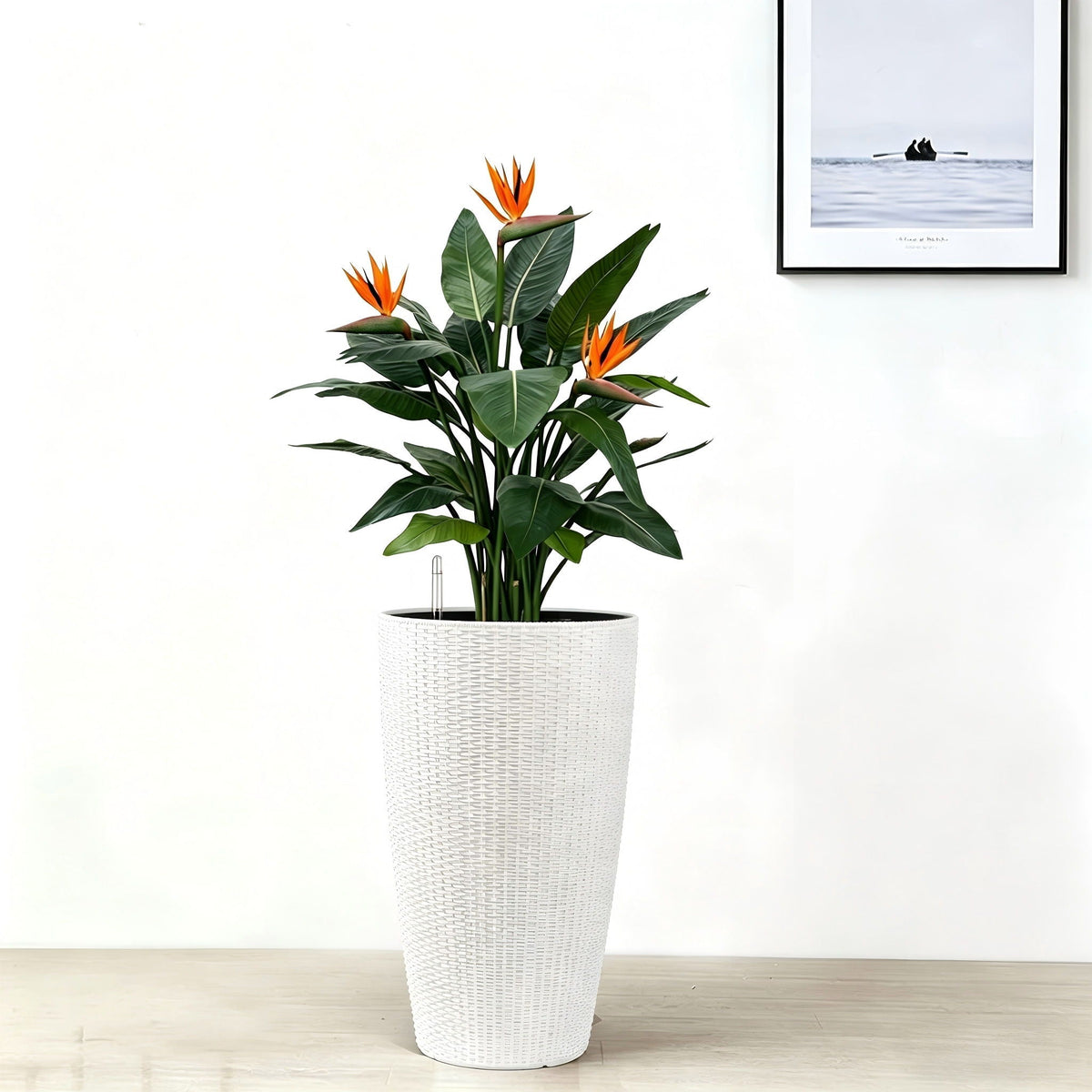 Tall white wicker planter with Bird of Paradise plant, indoor decor by HouseOfZazla on Tampa Home & Garden Store