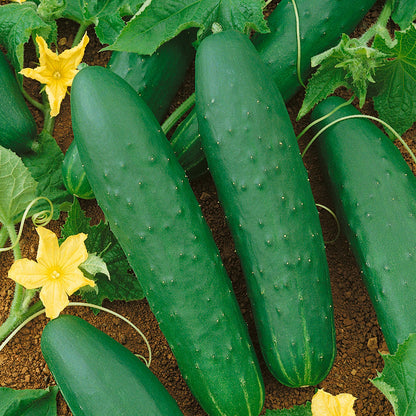 Double Yield Cucumber seeds from Seedtime Store green cucumbers on vines with yellow blooms on Tampa Home & Garden Store