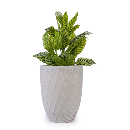 Ceramic planter with variegated green and yellow leaves in a gray pot HouseOfZazla on Tampa Home & Garden Store