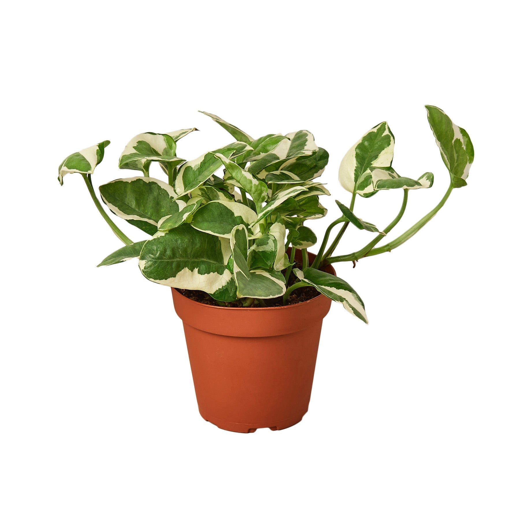 Pothos N'joy indoor plant variegated leaves in terracotta pot Rooted Treasures Farms on Tampa Home & Garden Store