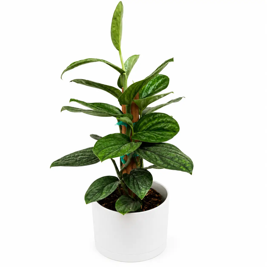 Monstera Peru Houseplant RUNOPLANTS with dramatic dark green foliage in a white pot on Tampa Home & Garden Store