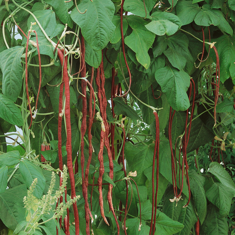 Semillas de frijol rojo de una yarda (orgánico)