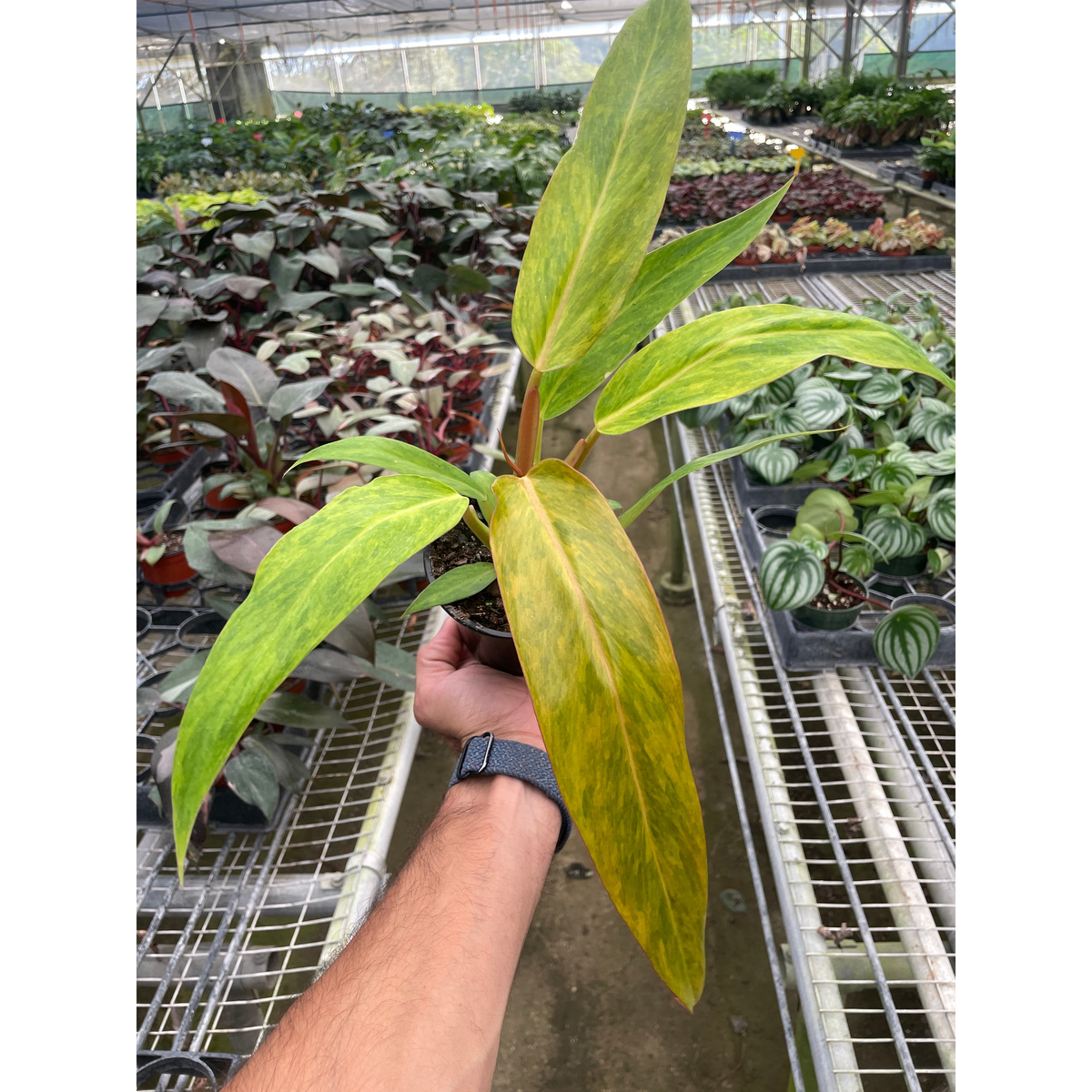 Philodendron Orange Marmalade indoor plant with yellow-green variegated leaves on Tampa Home & Garden Store