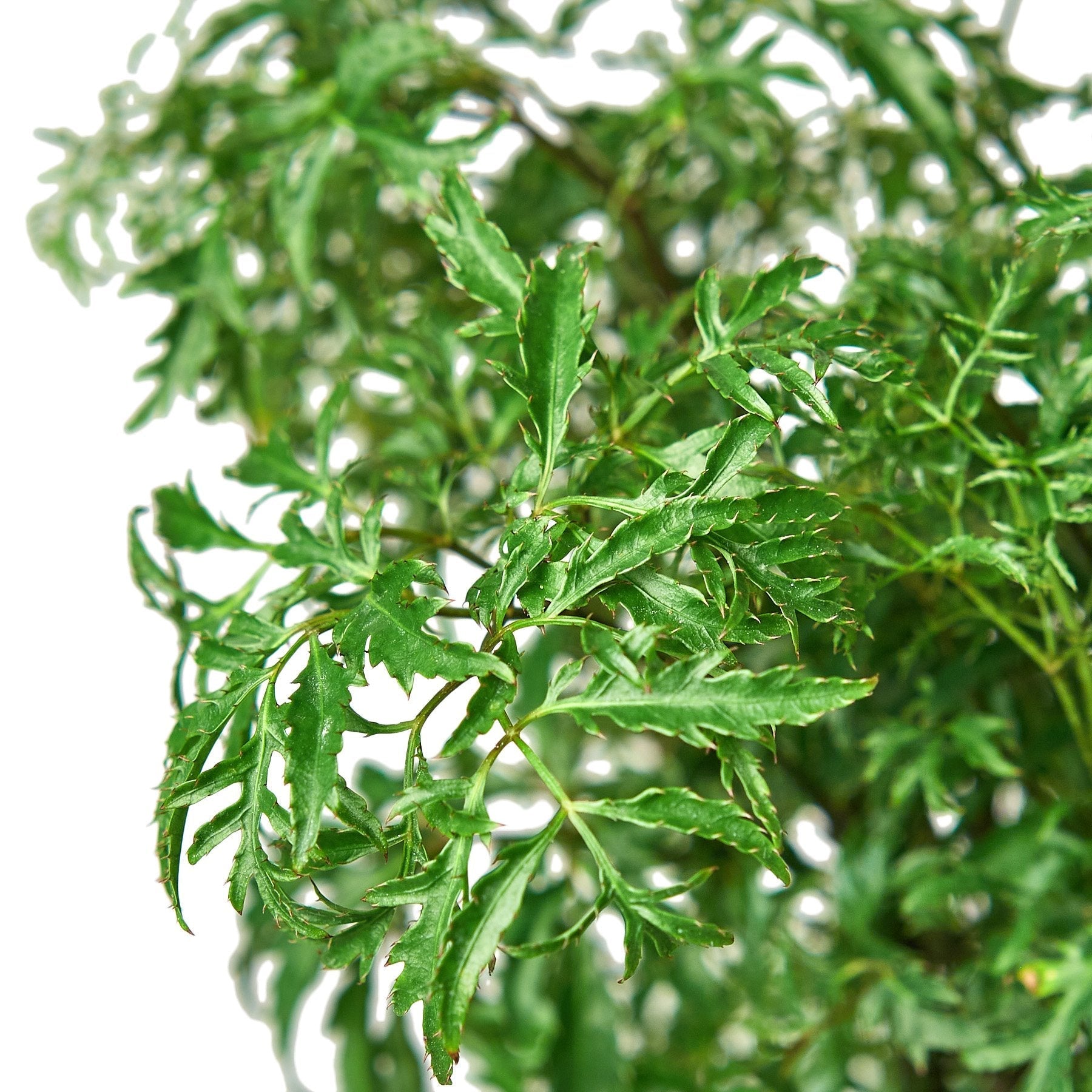 Aralia Ming Stump Plant Rooted Treasures Farms with glossy green, finely serrated leaves on Tampa Home & Garden Store