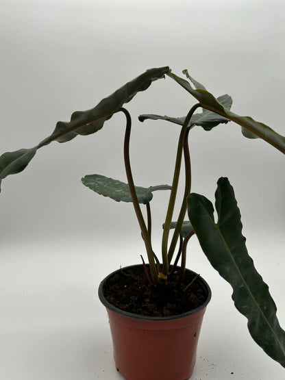 Philodendron Black Billietiae x Atabapoense