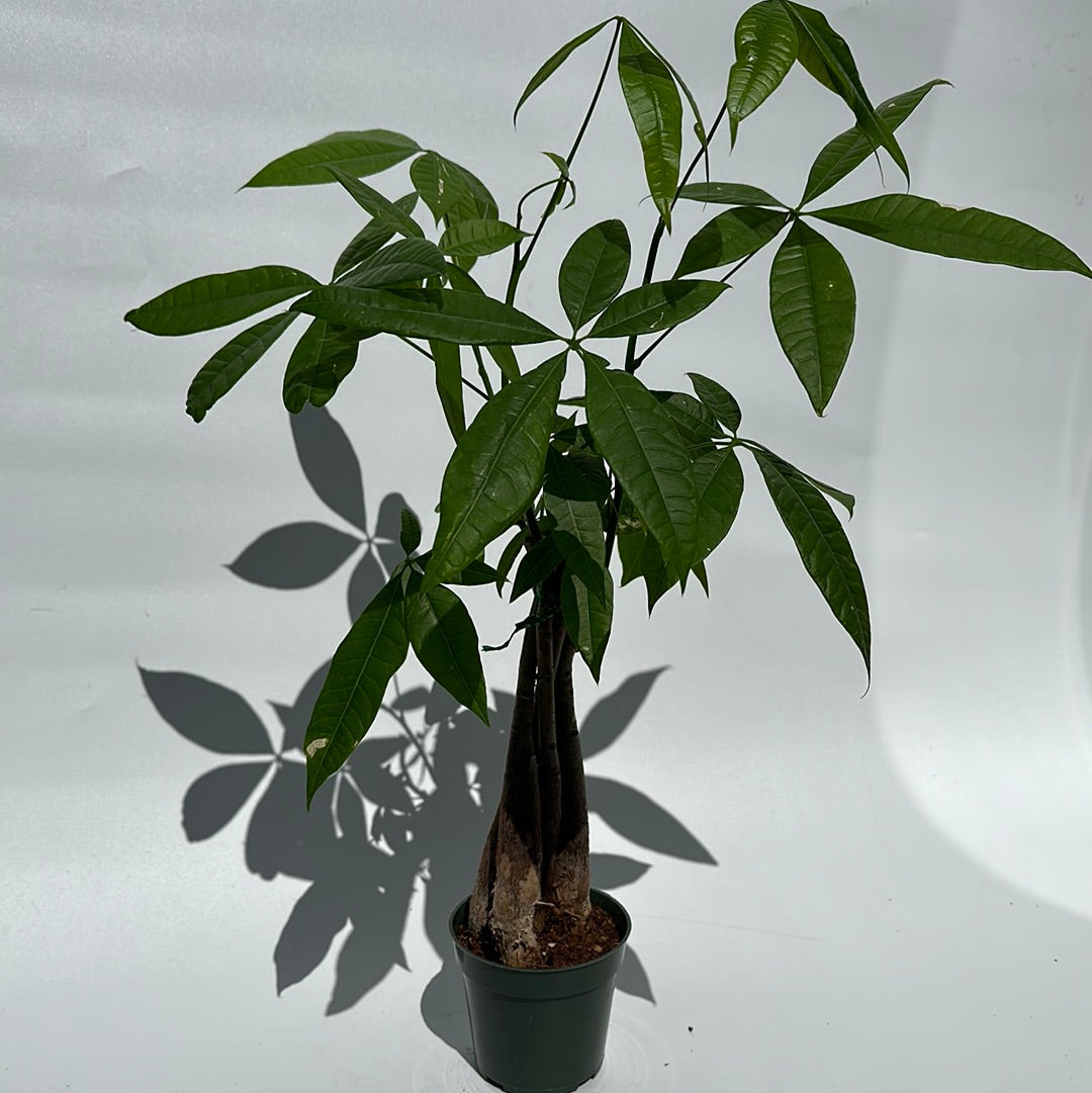 Money Tree