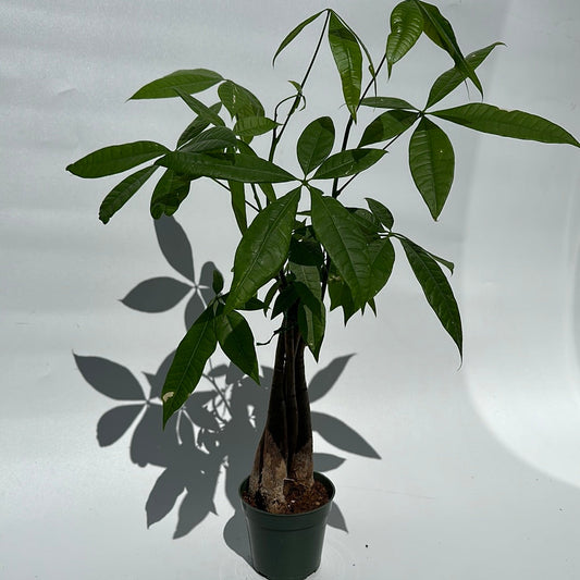 Money Tree