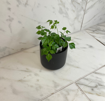 Radermachera Sinica China Doll plant in a black 4-inch pot with glossy green leaves on Tampa Home & Garden Store