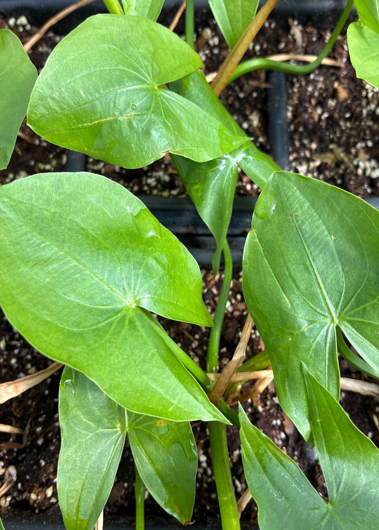 Planta de patata de pato (Sagittaria latifolia)