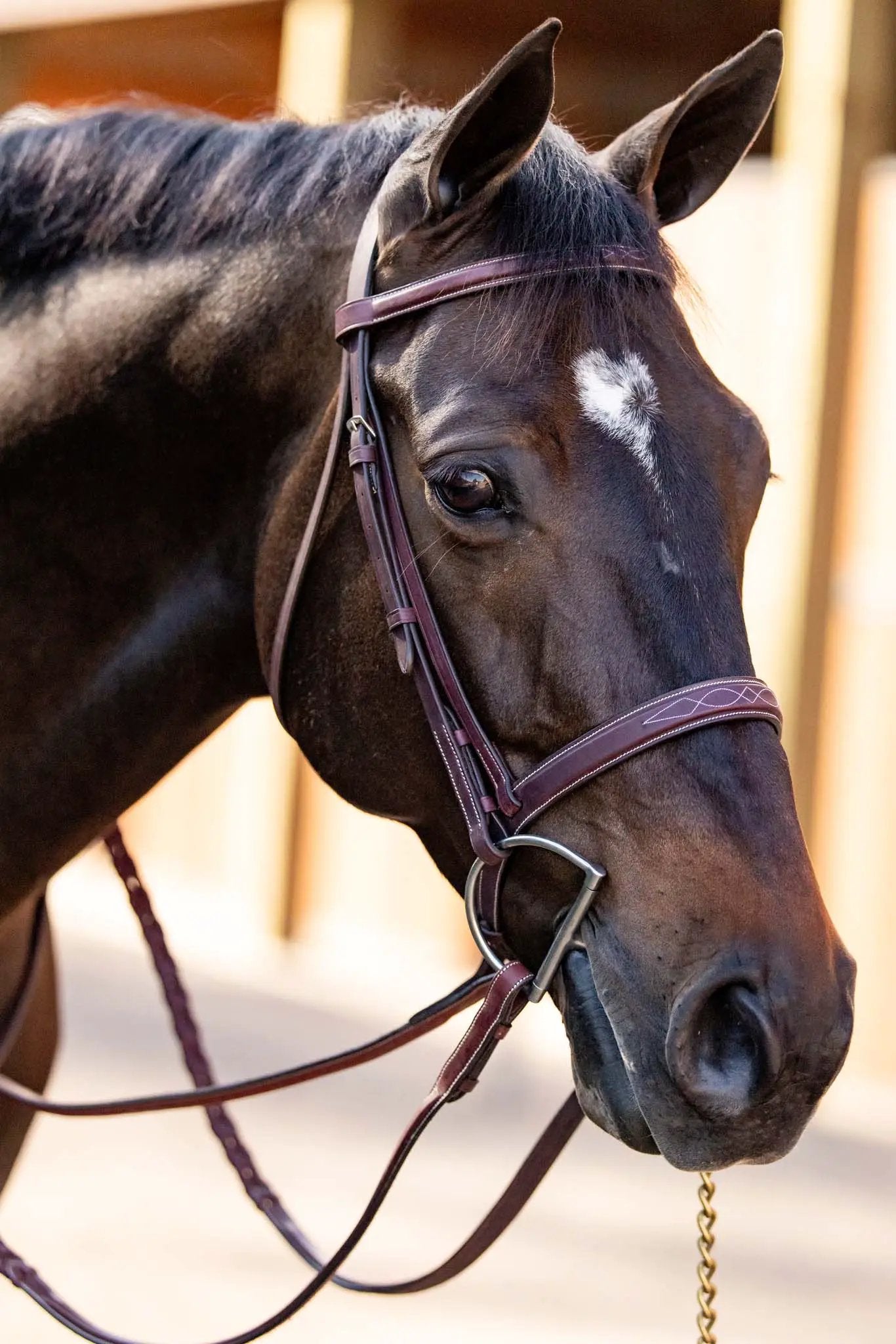 Huntley Equestrian fancy stitched schooling reins on a dark bay horse with maroon bridle on Tampa Home & Garden Store