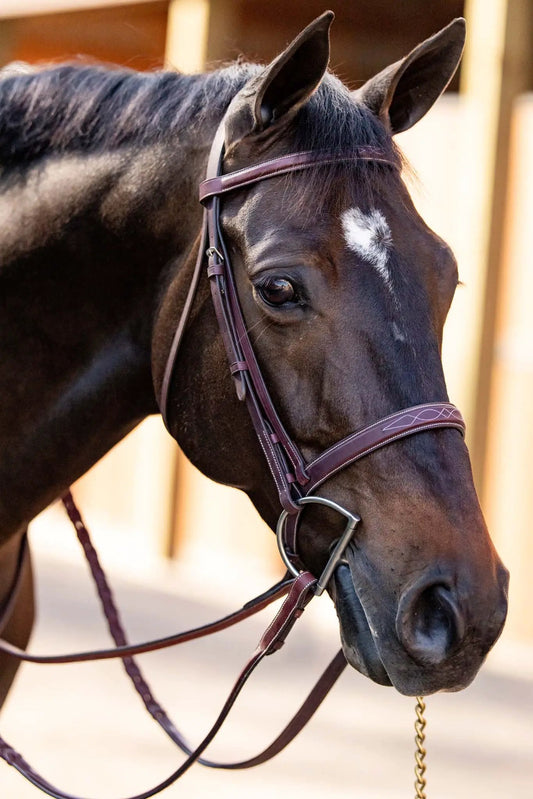 Huntley Equestrian fancy stitched schooling reins on a dark bay horse with maroon bridle on Tampa Home & Garden Store