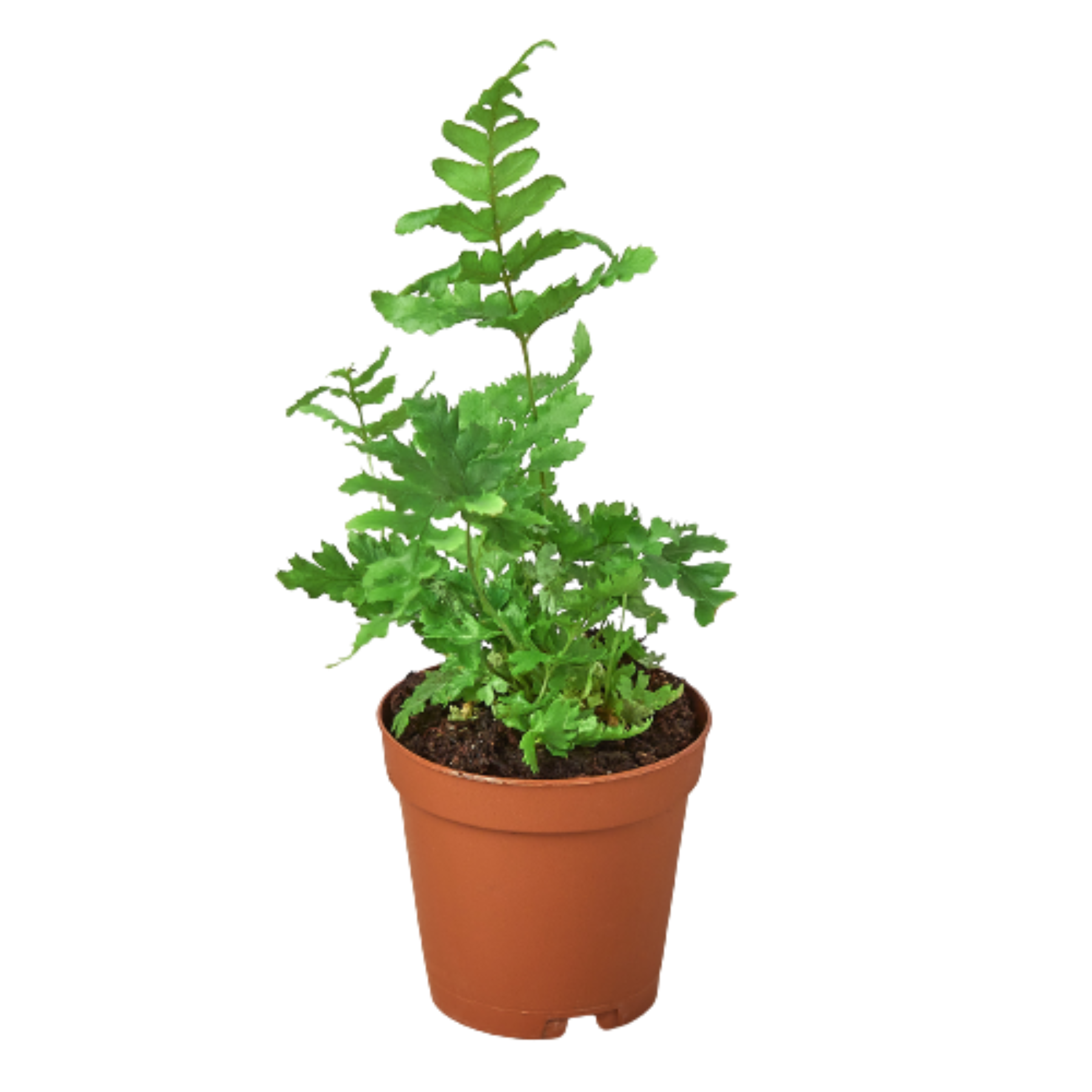 Autumn Fern indoor plant in terracotta pot, green fronds, Rooted Treasures Farms on Tampa Home & Garden Store