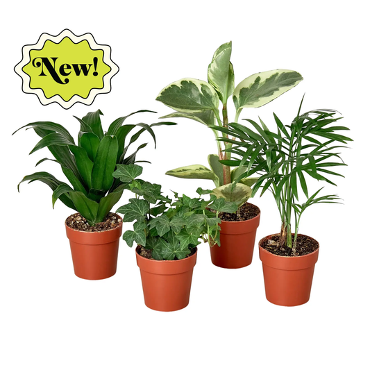 3-inch Tropical Plant Variety Bundle: five tropical houseplants in terracotta pots on Tampa Home & Garden Store