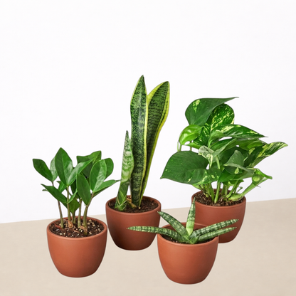Indoor plants bundle Easy Care Variety Bundle by House Plant Shop in four terracotta pots on Tampa Home & Garden Store