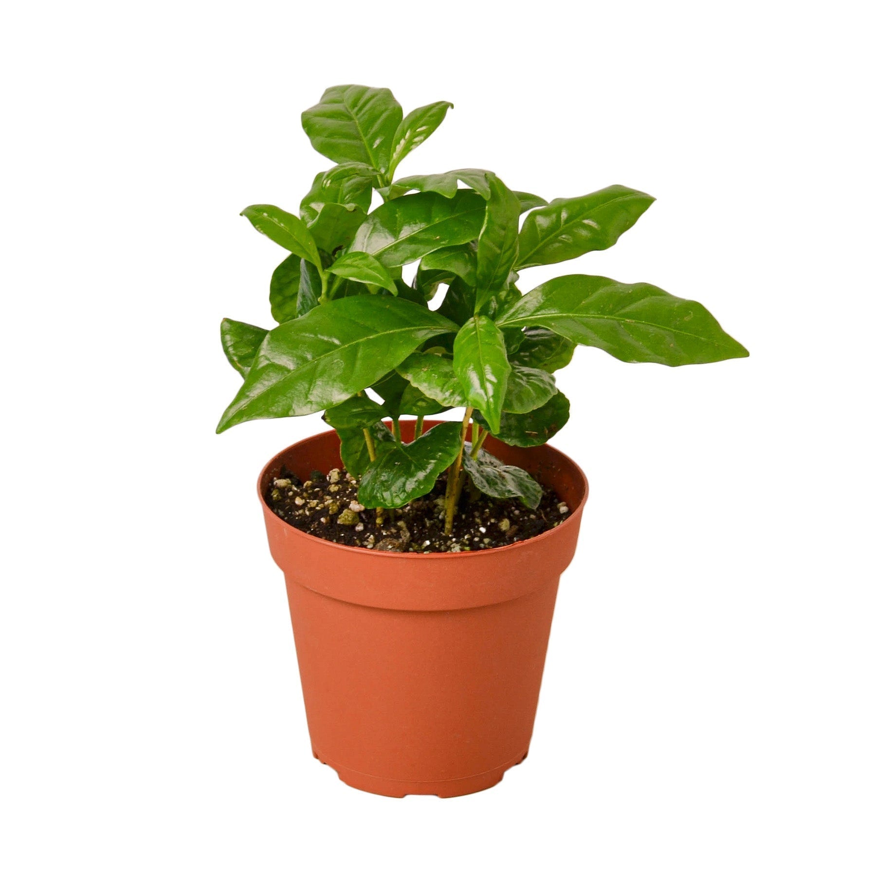Arabica coffee plant in terracotta nursery pot with glossy leaves Rooted Treasures Farms on Tampa Home & Garden Store