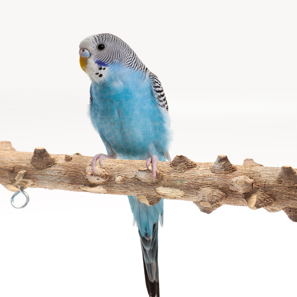 Bird Playground Interactive Platform Stand blue budgie perched on wood branch with ring on Tampa Home & Garden Store