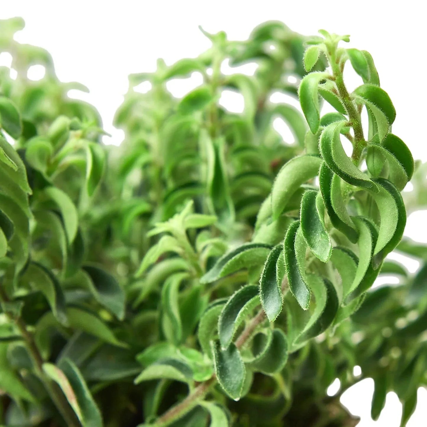 Curly Lipstick Plant indoor potted houseplant with curly fuzzy green leaves on Tampa Home & Garden Store